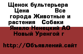 Щенок бультерьера › Цена ­ 35 000 - Все города Животные и растения » Собаки   . Ямало-Ненецкий АО,Новый Уренгой г.